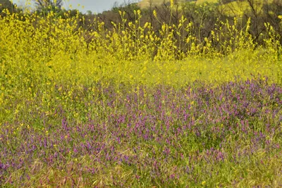 DSC_6462 (Large).JPG